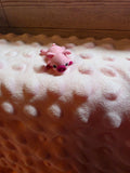 Mini Pig